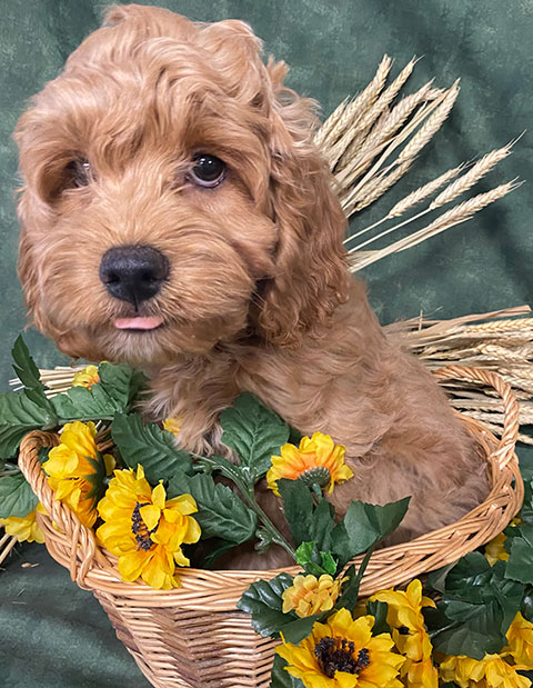 COCKAPOO & MINIATURE POODLE PUPPIES!