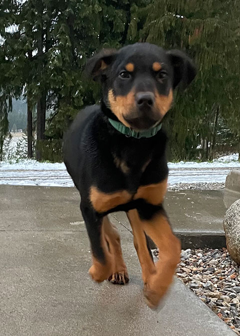 GERMAN SHEPHERD/ LAB & VIZSLA PUPPY