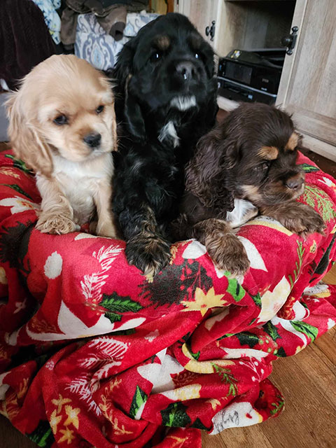 COCKER SPANIEL PUPPIES