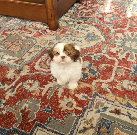 AKC REGISTERED SHIH-TZU PUPPIES