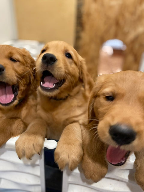 AKC GOLDEN RETRIEVER DARK RED CHRISTMAS PUPPIES AKC GOLDEN RETRIEVER DARK RED CHRISTMAS PUPPIES