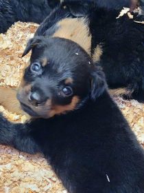 PUREBRED ROTTWEILER PUPPIES 