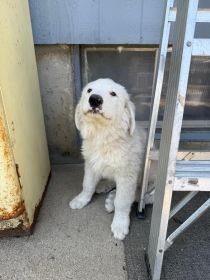 GREAT PYRENEES/ ANATOLIAN GUARD PUPS