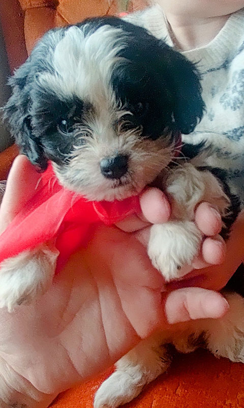 HYPOALLERGENIC CAVAPOO
