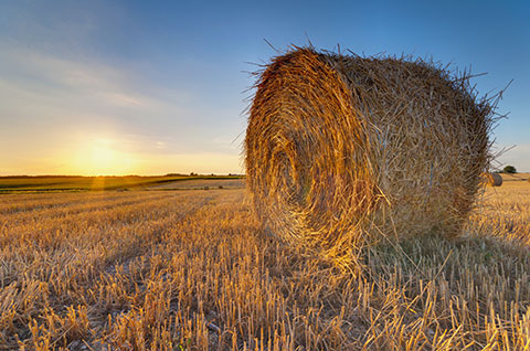SMALL BALE STRAW 