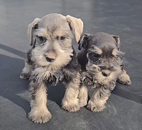 AKC PUREBRED MINI SCHNAUZER PUPPIES
