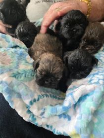 SHIH TZU PUPPIES
