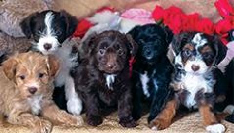 AUSTRALIAN YORKIEPOO PUPPIES