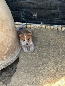 BORDER COLLIE/HEELER