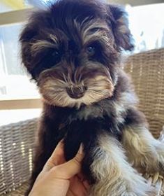 AKC REG. MINIATURE SCHNAUZER PUPPIES