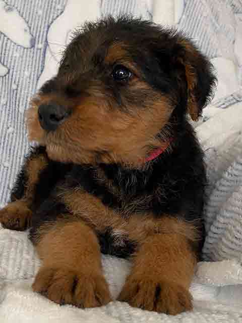 AIREDALE TERRIER PUPPIES AIREDALE TERRIER PUPPIES