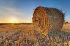 SMALL BALE STRAW 