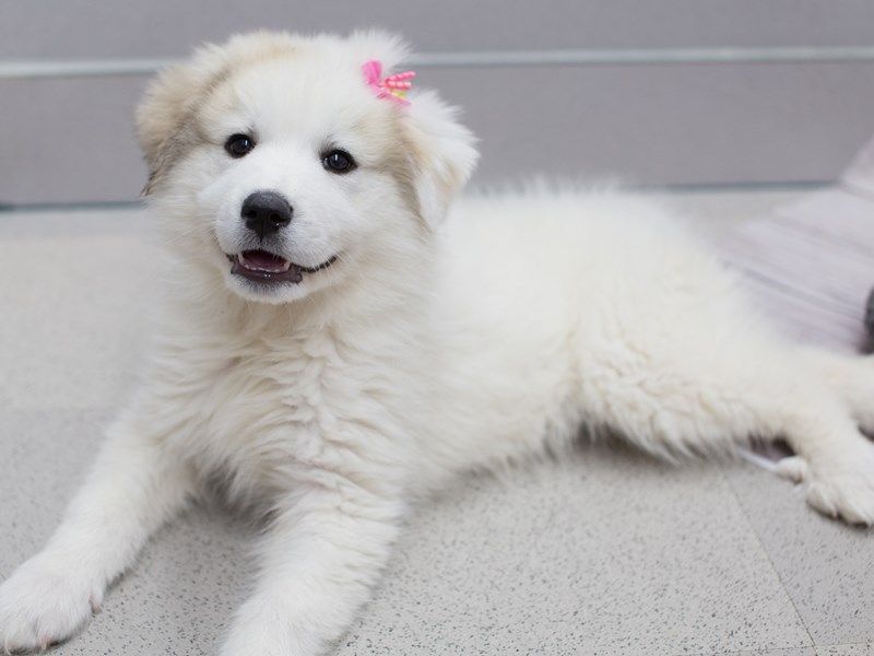 PUREBRED GREAT PYRENEES PUPPIES COMING SOON! PUREBRED GREAT PYRENEES PUPPIES COMING SOON!