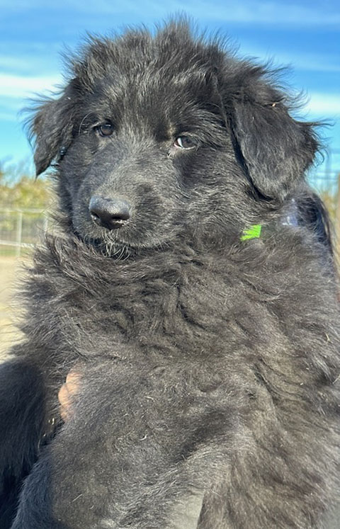 WESTERN EUROPEAN GERMAN SHEPHERD PUPPIES WESTERN EUROPEAN GERMAN SHEPHERD PUPPIES