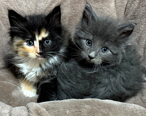 MAINE COON/ RAGDOLL MIX KITTENS MAINE COON/ RAGDOLL MIX KITTENS