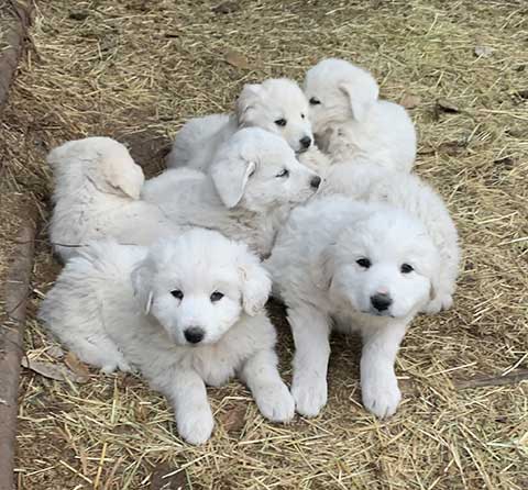 AKBASH/ PYRENEES PUPPIES