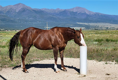 LIVESTOCK DRINKING POST