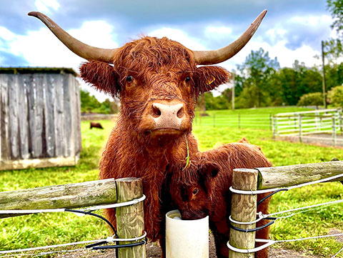 LIVESTOCK DRINKING POST