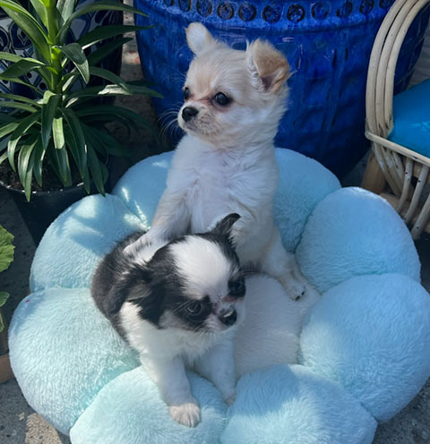 LONG HAIRED CHIHUAHUA PUPPIES