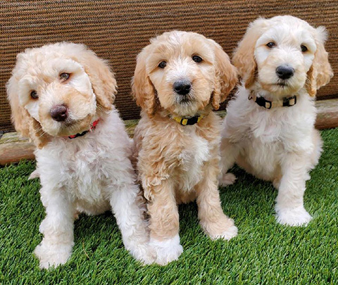 ADORABLE F1B GOLDENDOODLES