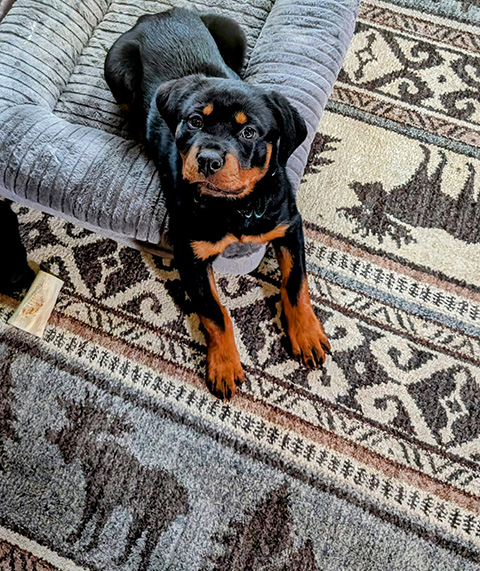 PUREBRED ROTTWEILER PUPPY