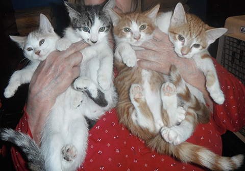 4 SWEET ADORABLE PLAYFUL KITTENS