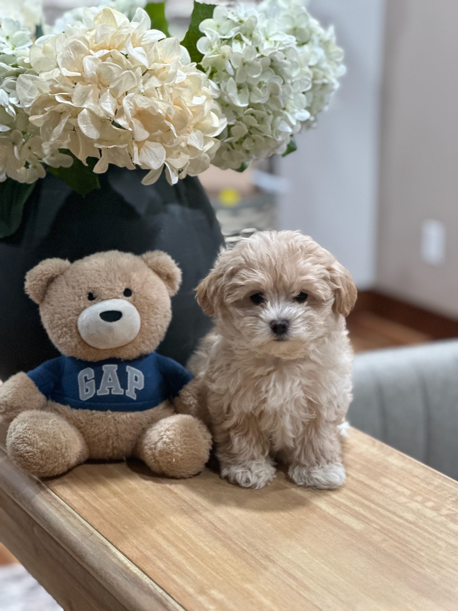 MALTIPOO PUPPIES