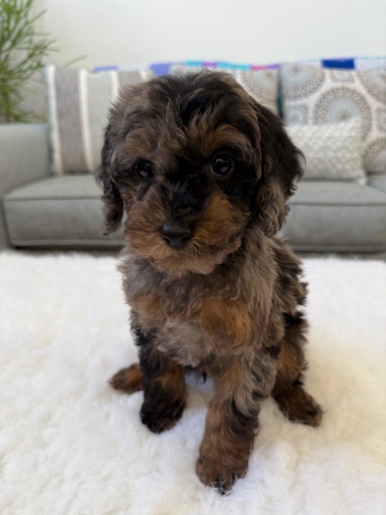 TOY COCKAPOO PUPPIES 