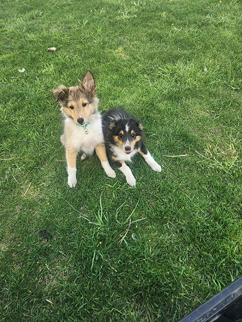 SHETLAND SHEEPDOGS PUPPIES -SHELTIE