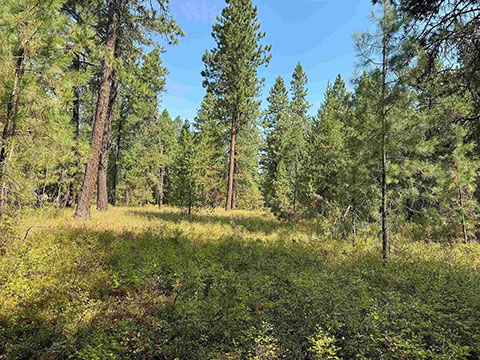 9.85 ACRES WITH GAS & POWER TO THE PROPERTY LINE