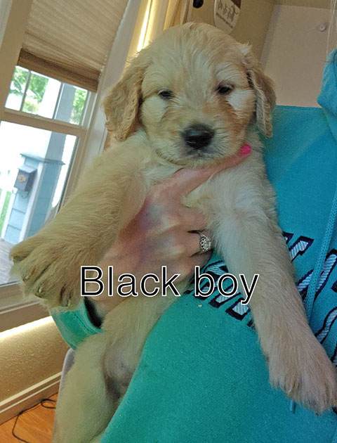 STANDARD GOLDENDOODLE PUPPIES 