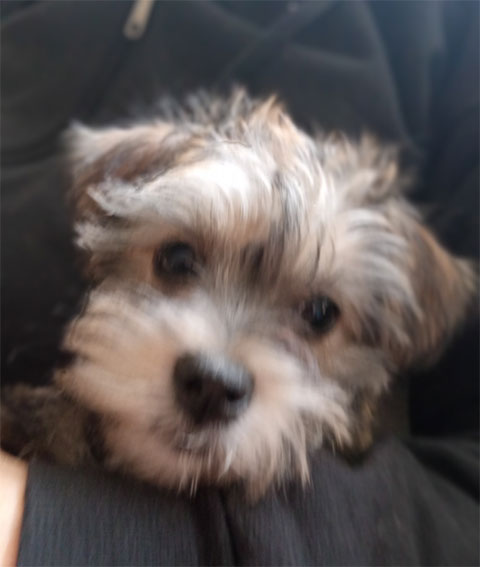 SWEET CAVA TZU PUPPIES