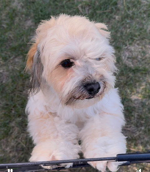 SELLING OUR SHIH POO 