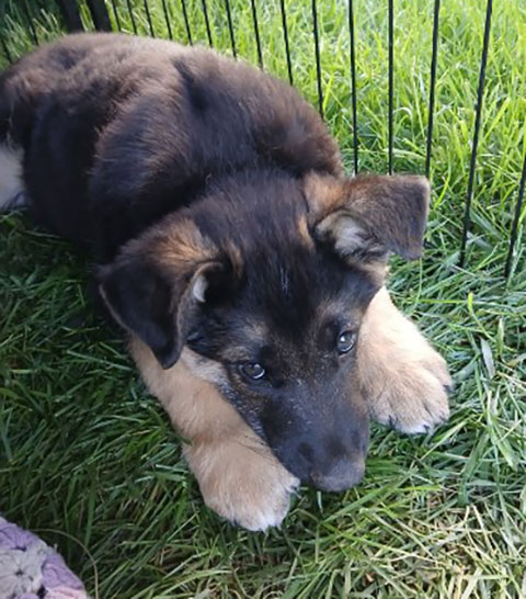 3 GERMAN SHEPHERD PUPPIES 