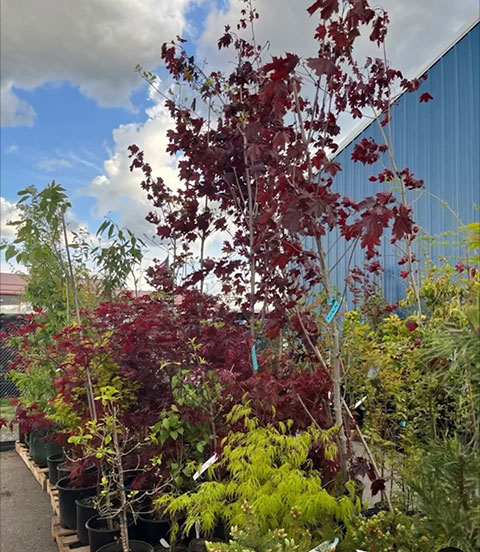 PREMIER AUCTION'S ANNUAL PLANT AUCTION