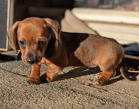 BEAUTIFUL MINI DACHSHUND FEMALE PUPPY 
