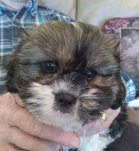 SWEET CAVA TZU PUPPIES