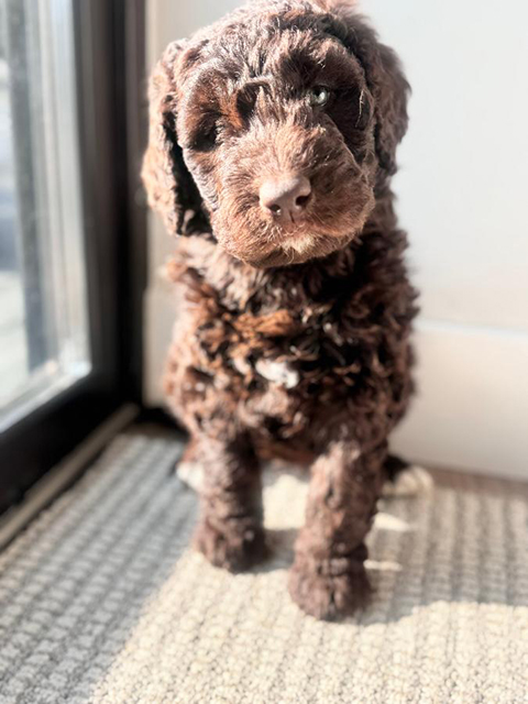 TRIPLE DOODLE PUPPIES!