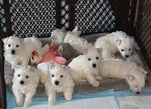 BEAUTIFUL AKC WEST HIGHLAND WHITE TERRIER PUPPIES