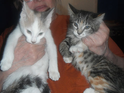 2 SWEET ADORABLE PLAYFUL KITTENS