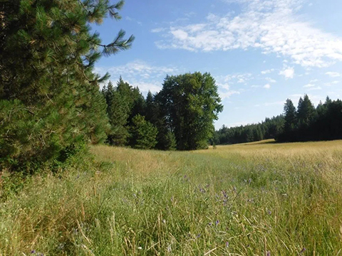 NEW LAND DEVELOPMENT BY LOON LAKE