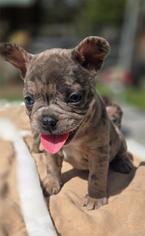 FRENCHTON PUPPIES