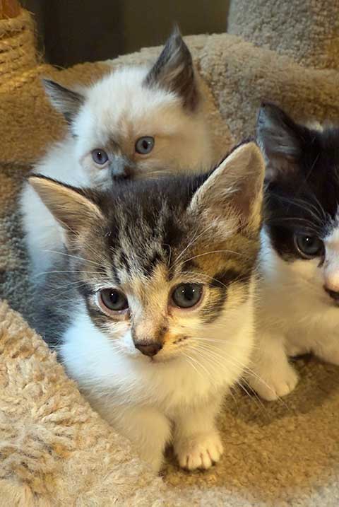 RAG DOLL MIX WITH DOMESTIC SHORTHAIR