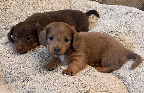DACHSHUND PUPPIES AVAILABLE DACHSHUND PUPPIES AVAILABLE
