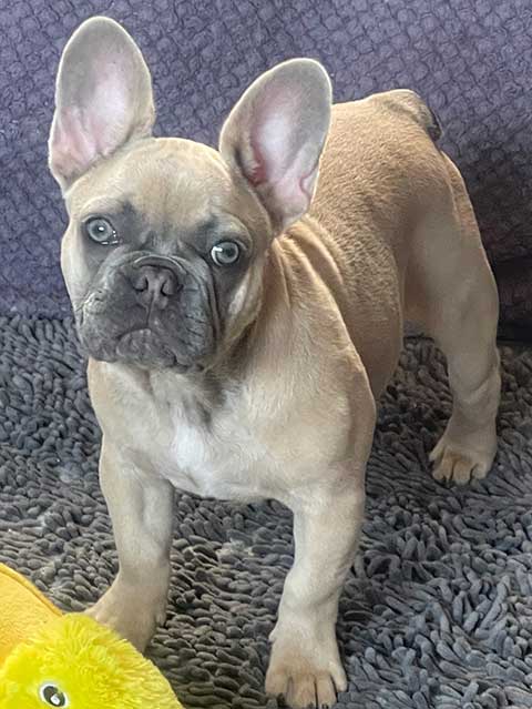 AKC FRENCH BULLDOG PUPPY