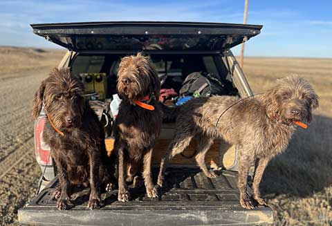 NORTH AMERICAN PUDELPOINTER PUPPIES 