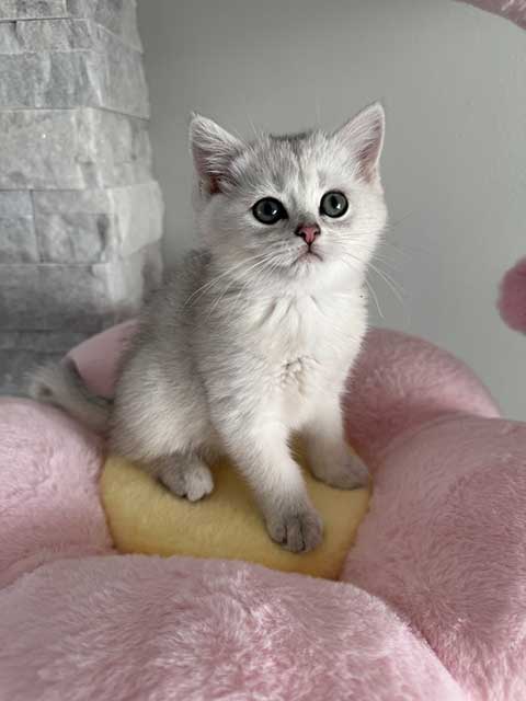THESE BRITISH KITTENS ARE LOOKING FOR A NEW HOME!