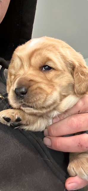 AKC GOLDEN RETRIEVER PUPPIES