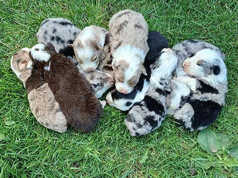 AUSSIES 