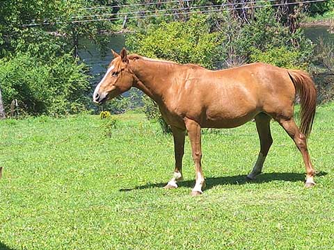 CHESTNUT MARE 